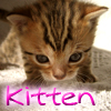  Kitten : Fin